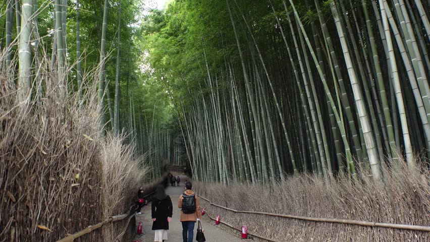 KYOTO, JAPAN - DECEMBER 2021 : Scenery around Arashiyama Bamboo Grove (Sagano Bamboo Forest). Japanese nature concept video.