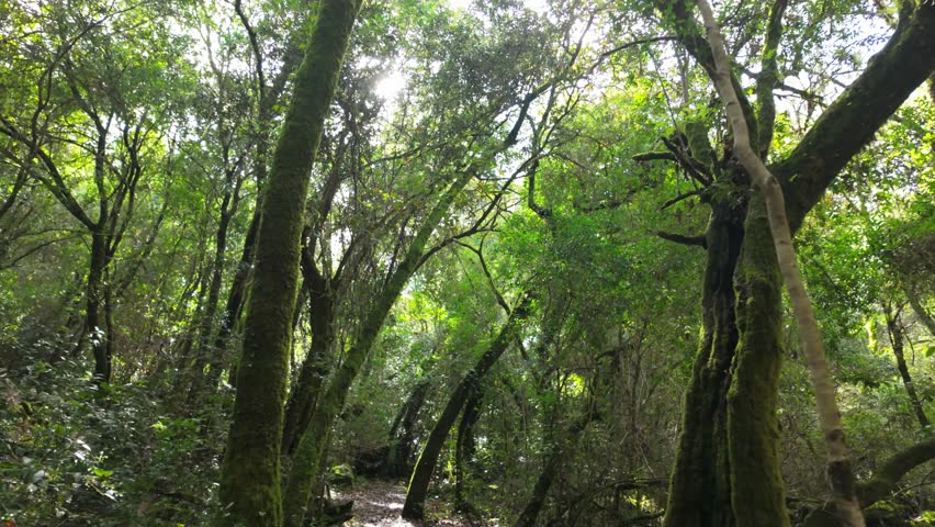 Mystical forest at Rio de Mouros pathway in Condeixa, Coimbra Portugal. winding through moss-covered oak trees and dense undergrowth, creating an enchanting natural tunnel beneath twisted branches on 