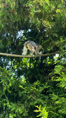 A lemur is walking on a rope in a tree. Vertical video.