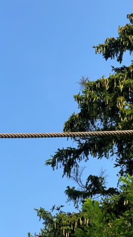 A lemur is walking on a rope in a tree. Vertical video.