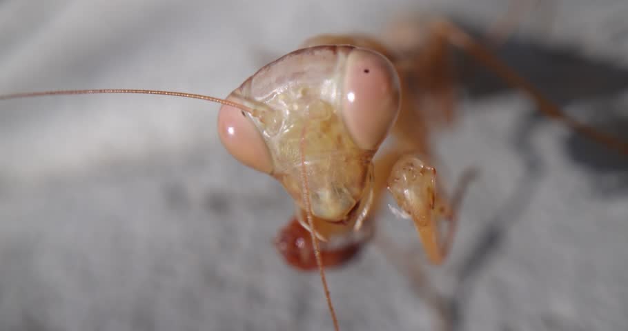 Epic macro, super close-up video shows a european female praying mantis (Mantis religiosa) rubbing its head and cleaning itself turning her head and looking at the camera
