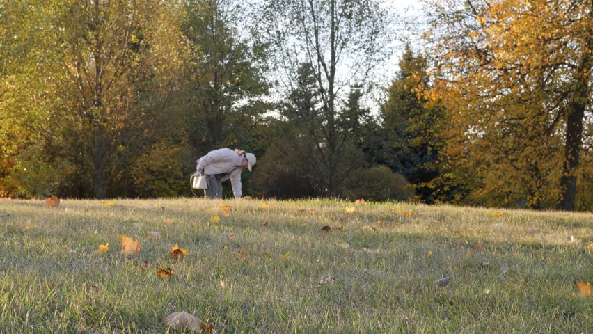 An autumn person gathers colorful leaves in a tranquil park filled with natural beauty