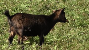 Goat chewing leaf on a farm. Leaves falling off trees on a green grass - Powered by Shutterstock - Get 15% off with code: PIKWIZARD15