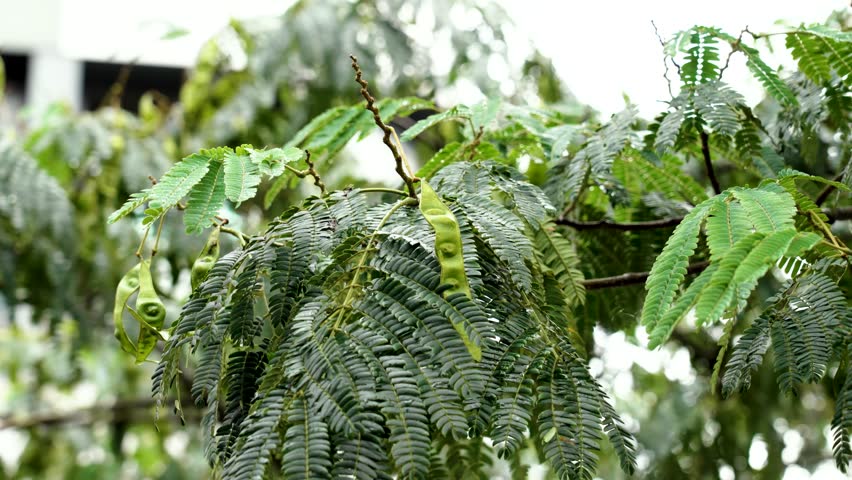 Autumn Persian Silk Tree with lush green foliage and seed pods swaying in the wind close up