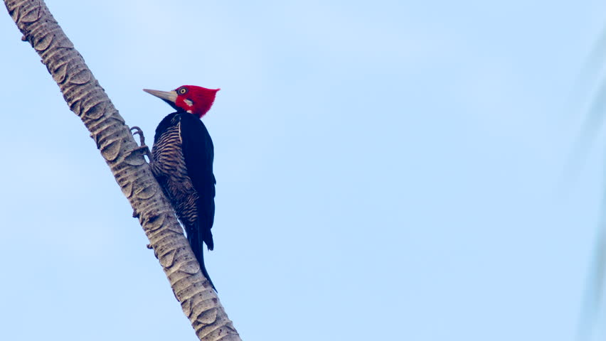 Large red-headed Crimson-crested Woodpecker in rainforest