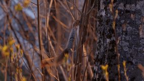 Cautious squirrel in search for food. Early spring morning. Backlit by the sunrise. - Powered by Shutterstock - Get 15% off with code: PIKWIZARD15