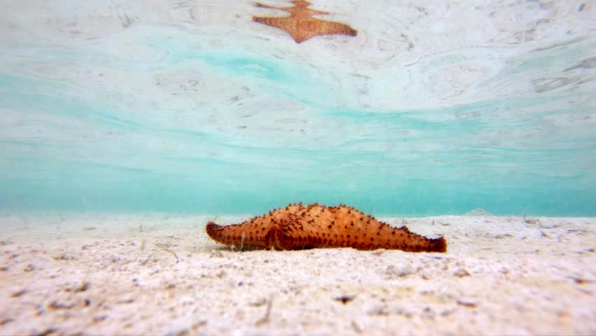 Underwater video of a Seastar on a sandflats, with reflection on the surface