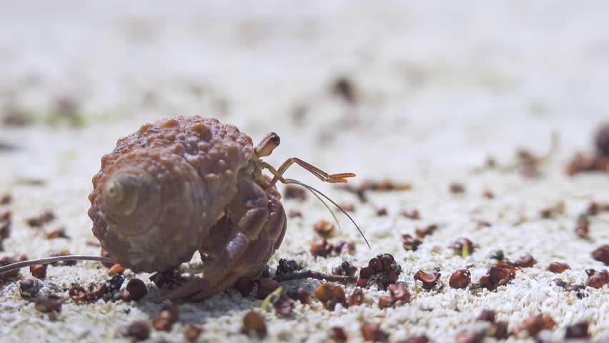 Caribbean hermit crab (coenobita clypeatus) walking on sand beach in Cuba