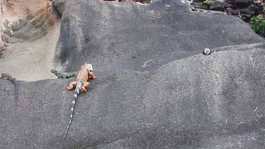 iguana climbing up wall of spanish fort in old san juan puerto rico (large lizard with striped tail on castillo san felipe del morro) animal wildlife
