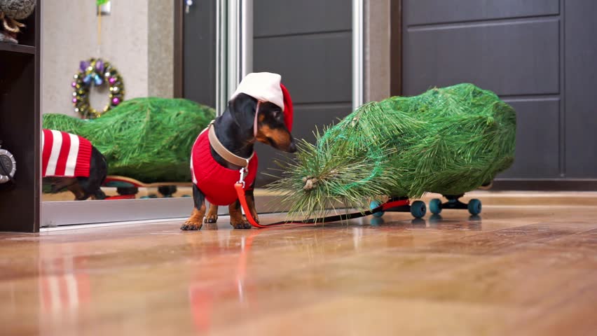 Dachshund dog in ugly sweater, Santa hat brought home Christmas tree, pulls branches with needles packed in net on skateboard, collar Holiday decorations delivery, Christmas spirit, family holiday eve