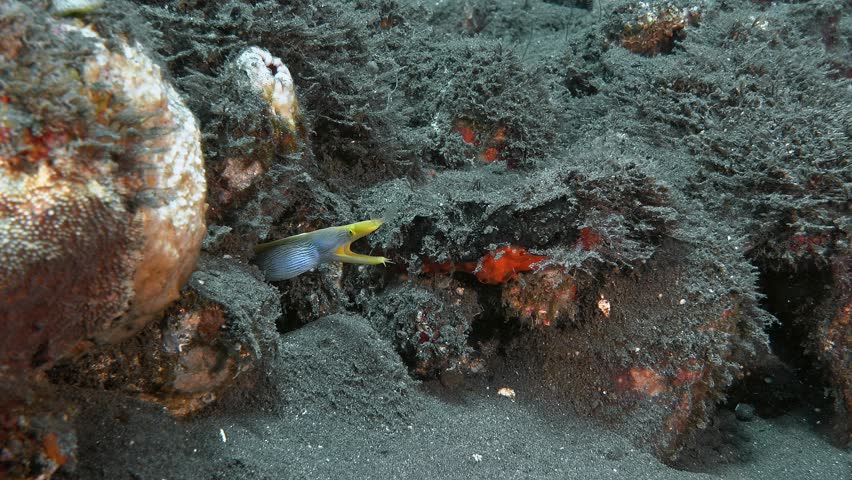 The male moray eel (blue) began to transform into a female (yellow).
Ribbon Eel (Rhinomuraena quaesita) 120 cm. ID: juveniles black with yellow dorsal fin, adult males bright blue, females yellow.
