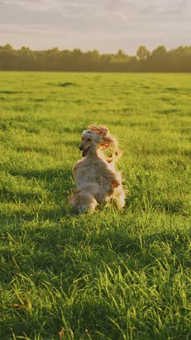 A joyful dog runs freely across a lush green field under the warm glow of the afternoon sun. The playful spirit and vibrant landscape create a delightful scene of nature.