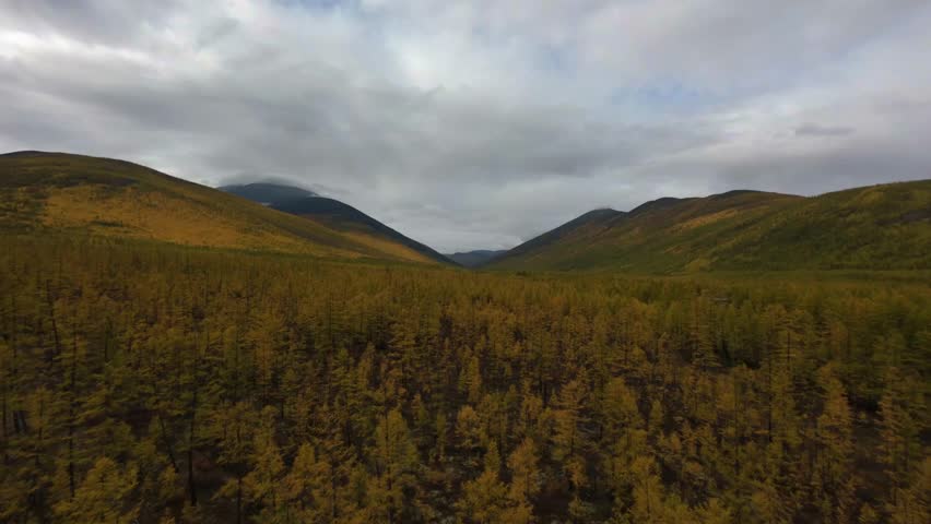 Soar over expansive forests adorned with golden foliage, revealing the stunning interplay of light and shadow. Experience nature