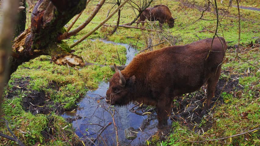 Two European bison are seen grazing peacefully near a flowing stream. The lush green valley showcases the beauty of nature in autumn with trees surrounding the area.