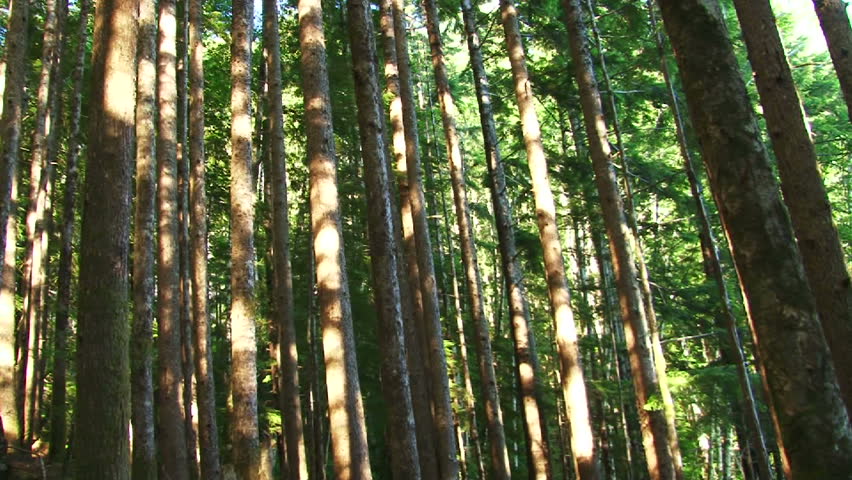 Camera panning shot through lush, Pacific Northwest forest showing old growth