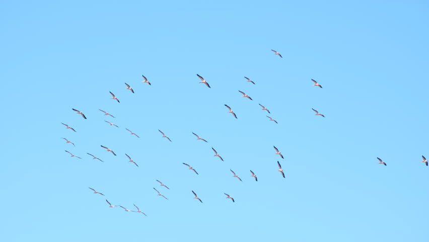 Great White Pelican squadron in flight synchronized as they soar in blue sky