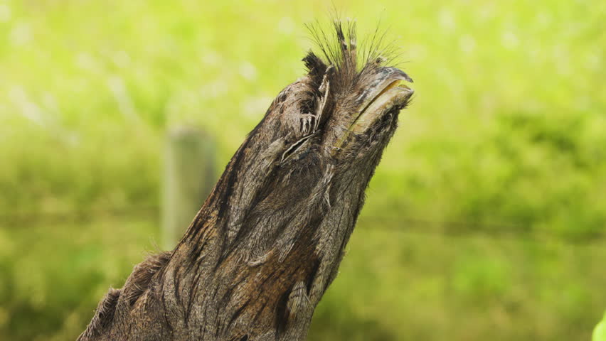A close-up shot showcases a tawny frogmouth perched calmly, with its distinctive features in sharp focus against a beautifully blurred background, highlighting its unique appearance and textures.