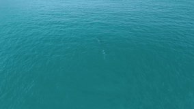 Drone films humpback whale's breath with rainbow mist in the sunlight off the coast of Arraial do Cabo, Brazil - Powered by Shutterstock - Get 15% off with code: PIKWIZARD15