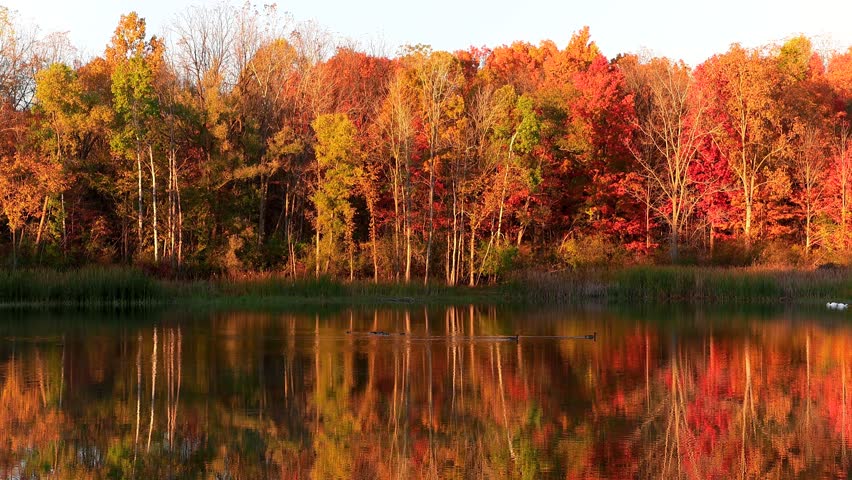 Colorful autumn trees along lake shore in Maybury state park, Michigan.