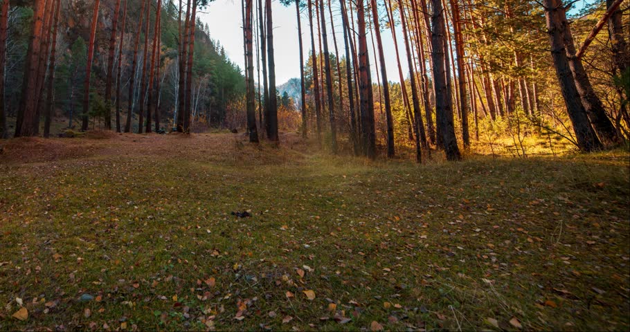 Mountain evergreen pine tree forest time lapse at the summer or autumn time. Wild nature, clear water and rural valley. Sun rays, small creek and yellow grass. Motorised dolly slider movement