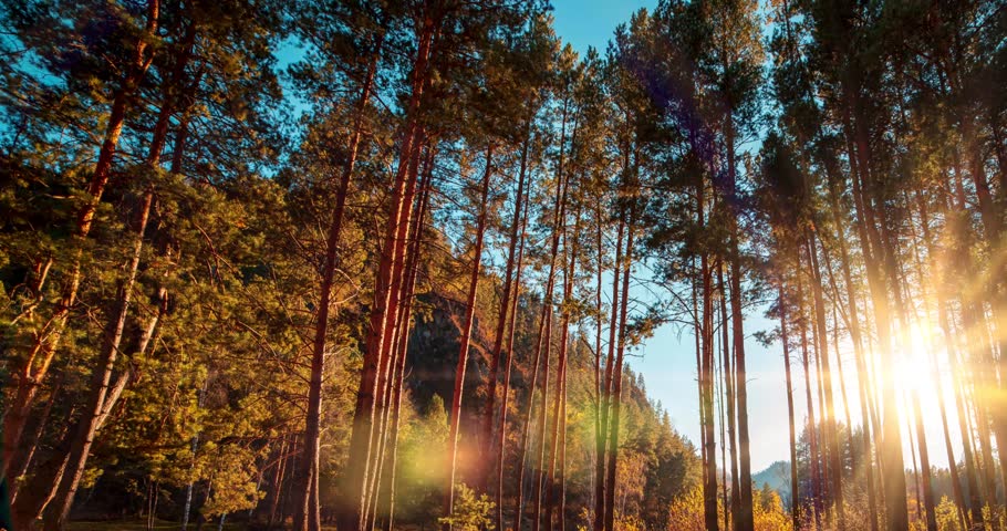 Mountain evergreen pine tree forest time lapse at the summer or autumn time. Wild nature, clear water and rural valley. Sun rays, small creek and yellow grass. Motorised dolly slider movement