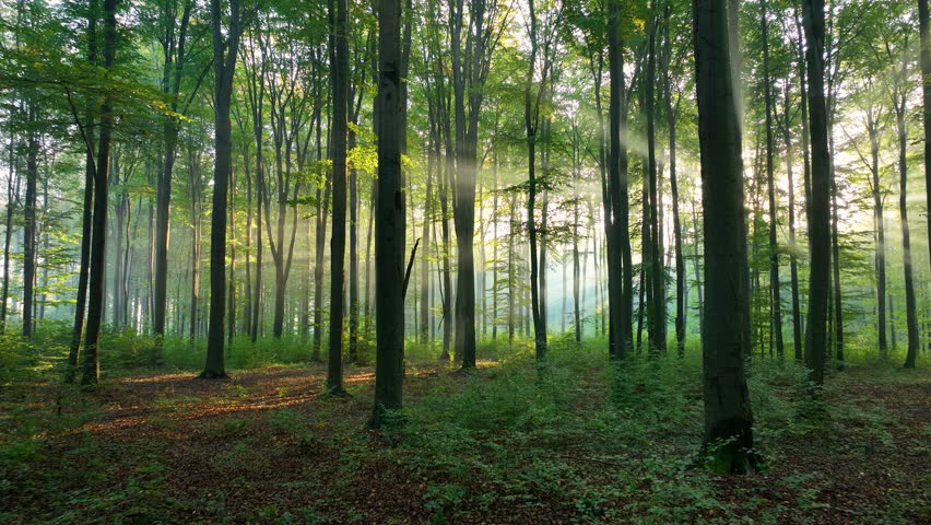 Beautiful sunny morning in the green forest 