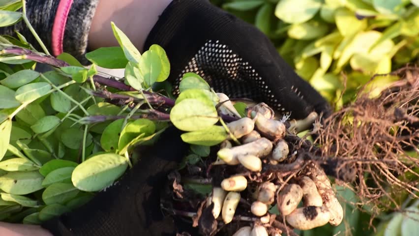 peanut harvest, hands of woman in gloves picking up peanuts . Eco farming . Horizontal 4k footage