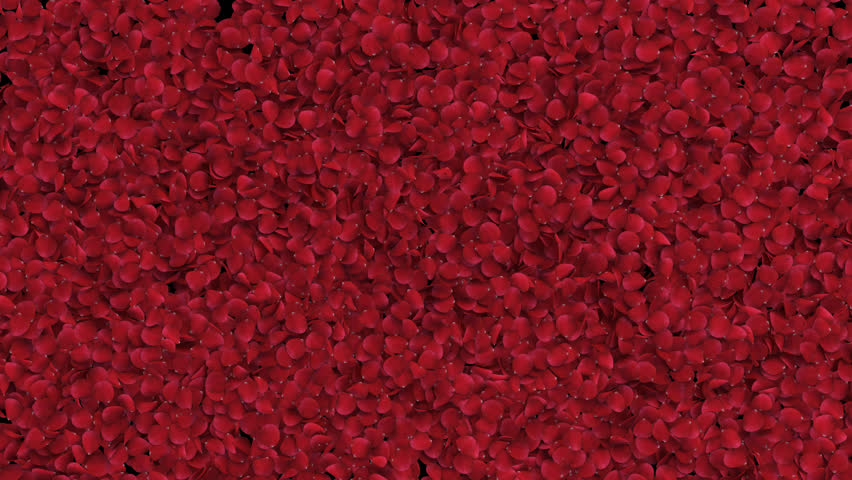 Red Rose Petals Transition on Alpha channel. 3D Rendering. Transition of red rose petal place on footage or background and easier to adjust colour.
