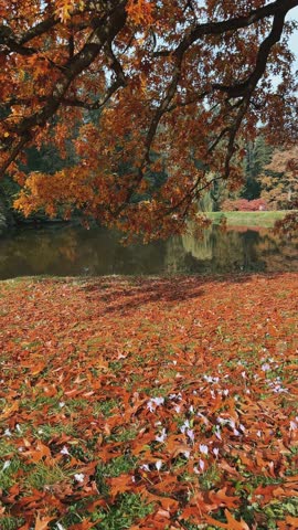 Autumn The Beauty of Vibrant Leaves and the Calm of Tranquil Waters in Nature