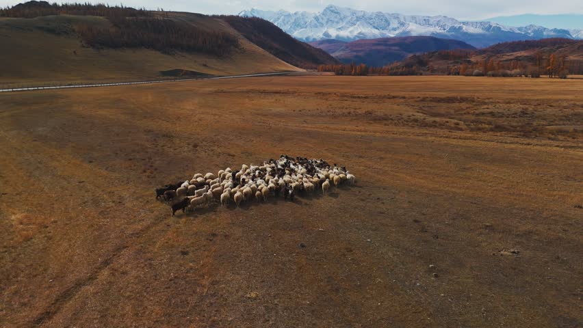 A large herd of sheep congregates in a golden pasture setting against the backdrop of majestic, snow-capped mountains in Mongolia, showcasing the beauty of rural life.
