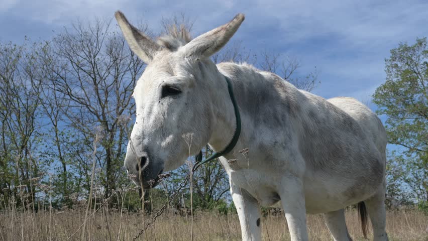 A grey donkey stands in a grassy field, facing sideways. The surrounding landscape is natural with some bushes and trees in the background on a sunny day.