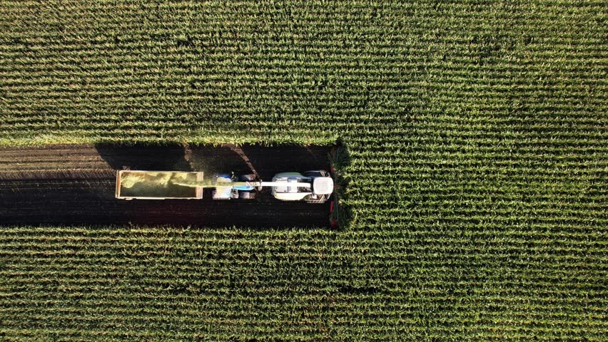 Tractor harvesting corn in a vast green field during late summer in the Midwest