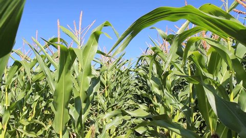 Dolly shot. Maize plant. Corn field.