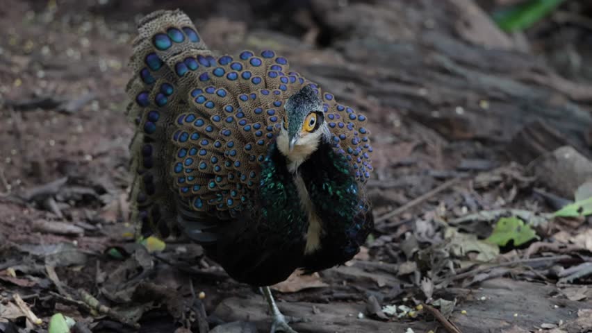 Bornean Peacock-Pheasant A Spectacle of Colors in the Heart of Borneo