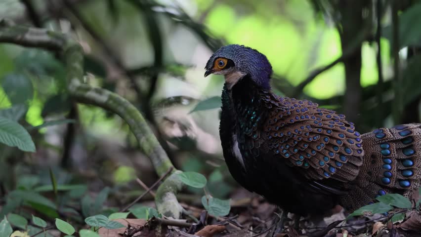 Bornean Peacock-Pheasant A Spectacle of Colors in the Heart of Borneo
