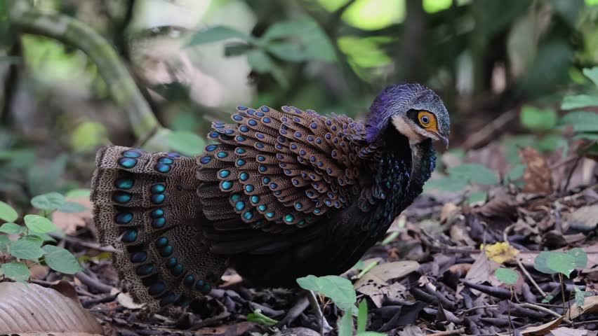 Bornean Peacock-Pheasant A Spectacle of Colors in the Heart of Borneo's Wilderness
