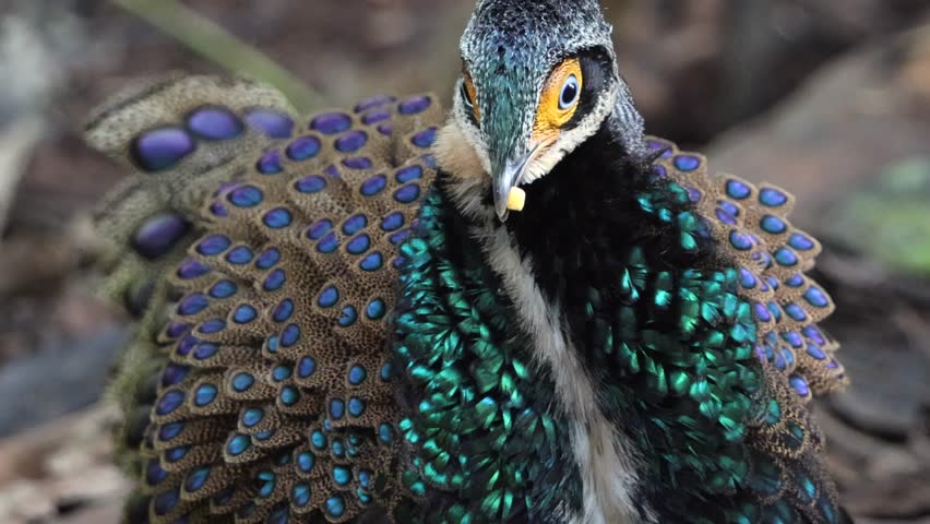 Bornean Peacock-Pheasant A Spectacle of Colors in the Heart of Borneo