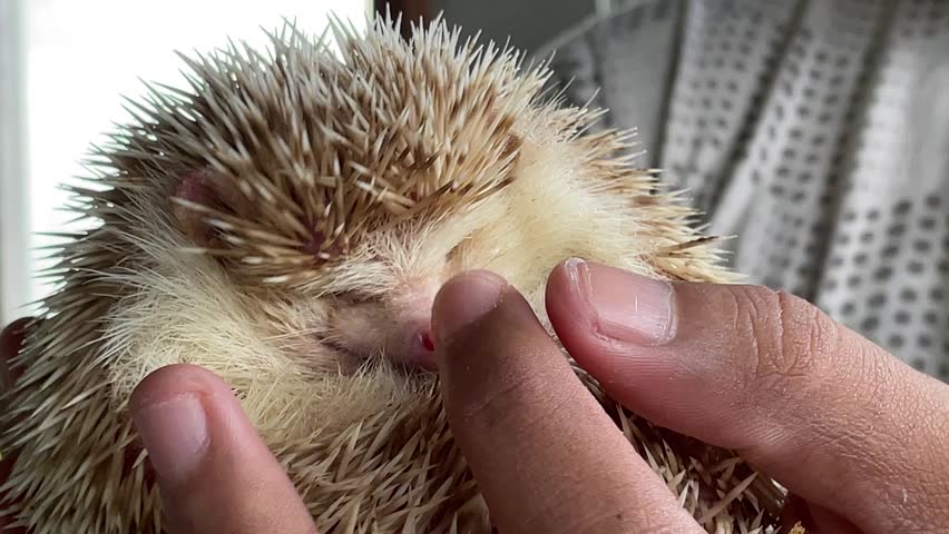 Mini hedgehogs (Erinaceinae) with small bodies are cute and adorable when held by men with their bare hands. Hedgehogs will roll their bodies into a ball when they feel threatened.