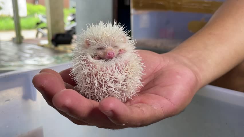 Mini hedgehogs (Erinaceinae) with small bodies are cute and adorable when held by men with their bare hands. Hedgehogs will roll their bodies into a ball when they feel threatened.