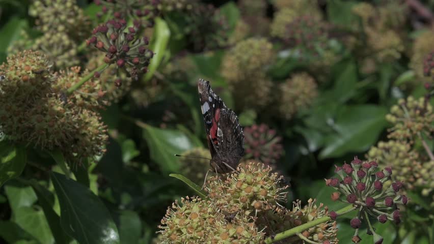 Red Admiral Butterfly (Vanessa atalanta) disturbed by other insects while feeding on the flowers of Ivy (Hedera helix) October, Kent, UK [Half speed]