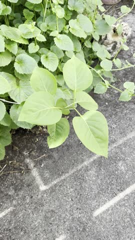 Common lilac, Lilas commun, Lilas français - Syringa vulgaris - Oléacées, Oleaceae