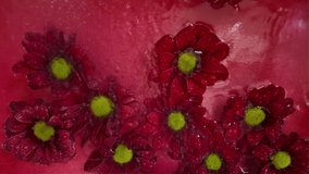 Red chrysanthine flowers float in the water. Droplets of rain fall on the chrysanthemum blooms in the water. Dark red chrysanthemum flowers on red background. The concept of wellness, spa, relaxation - Powered by Shutterstock - Get 15% off with code: PIKWIZARD15