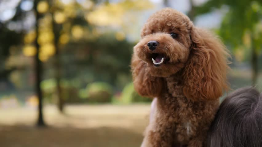 An Adorable Dog Happily Enjoying the Beautiful Nature Outdoors With Its Loving Owner On a Sunny Day
