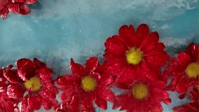 Red chrysanthine flowers float in the water. Droplets of rain fall on the chrysanthemum flowers in the water. Dark red blooming chrysanthemum flowers on blue background. The concept of wellness, spa - Powered by Shutterstock - Get 15% off with code: PIKWIZARD15