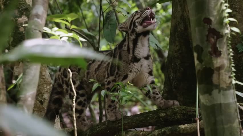 Clouded leopard is in a jungle