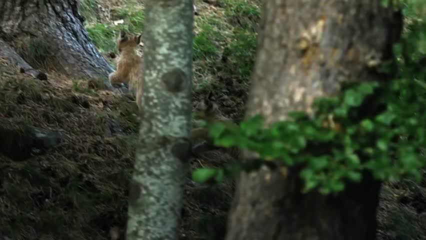 lynx cubs are in a jungle