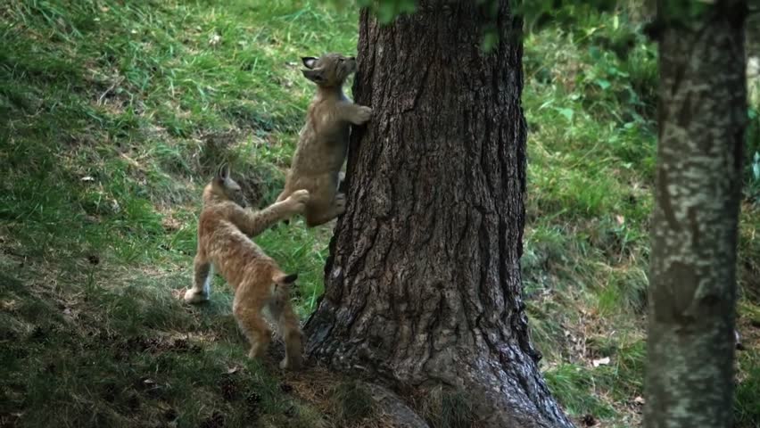 lynx cubs are in a jungle