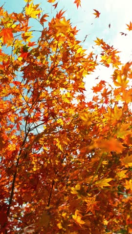 Super Slow Motion of Autumn Orange Maple Leaves Wavering and Falling Down . Filmed on High Speed Cinema Camera , 1000 fps . Beautiful Autumn Moody Colored Background , vertical .