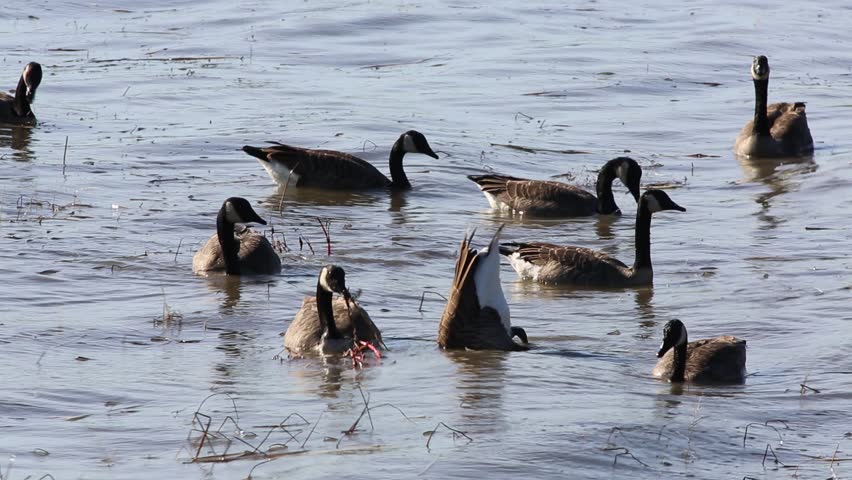 Canada Goose on the St. Lawrence River, Quebec, Canada.