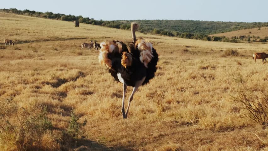 An adult male ostrich runs to the female, fluffing up his wings. Mating season in the wild in a national park in South Africa